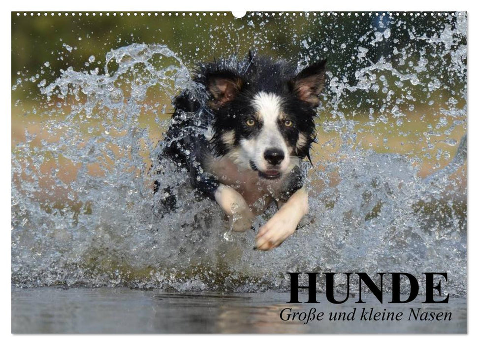 Hunde. Große und kleine Nasen (CALVENDO Wandkalender 2024)