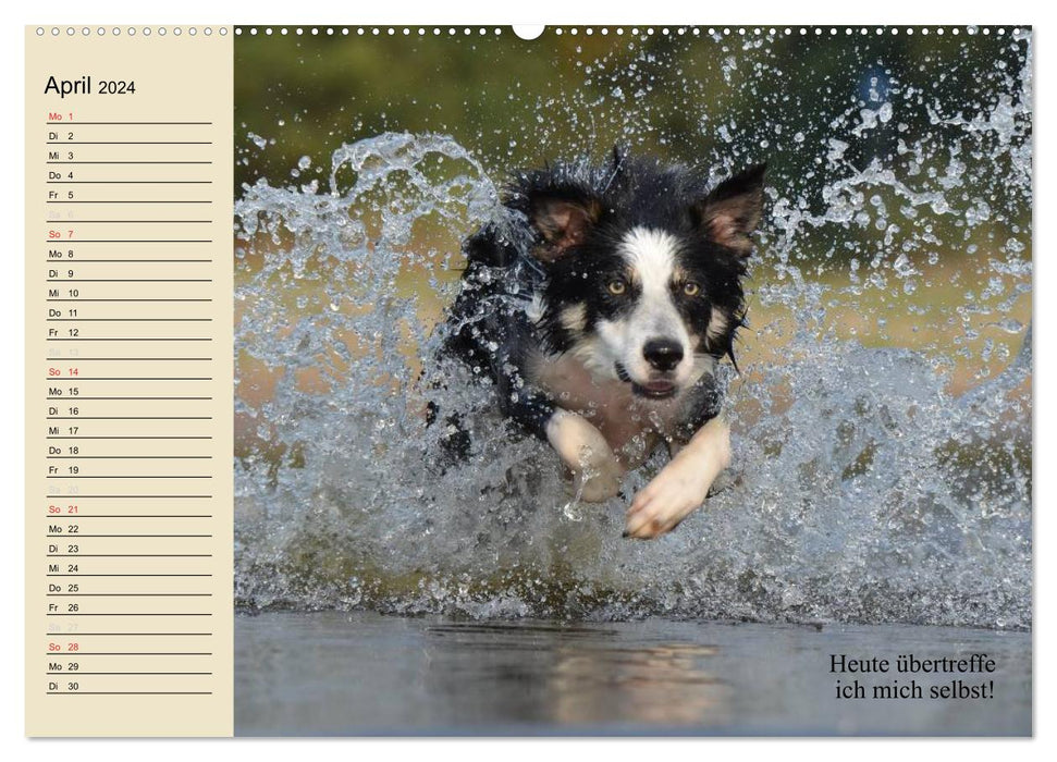 Hunde. Große und kleine Nasen (CALVENDO Wandkalender 2024)