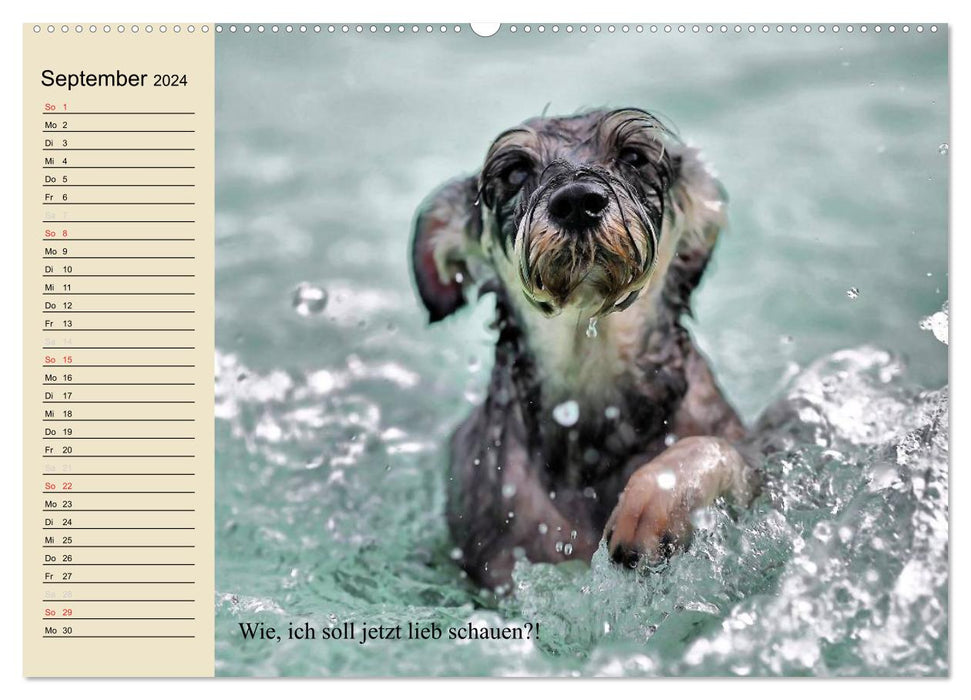 Hunde. Große und kleine Nasen (CALVENDO Wandkalender 2024)