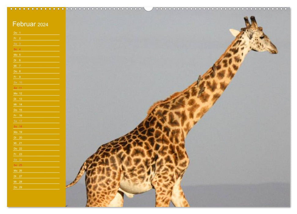 Girafes / calendrier anniversaire (calendrier mural CALVENDO 2024) 