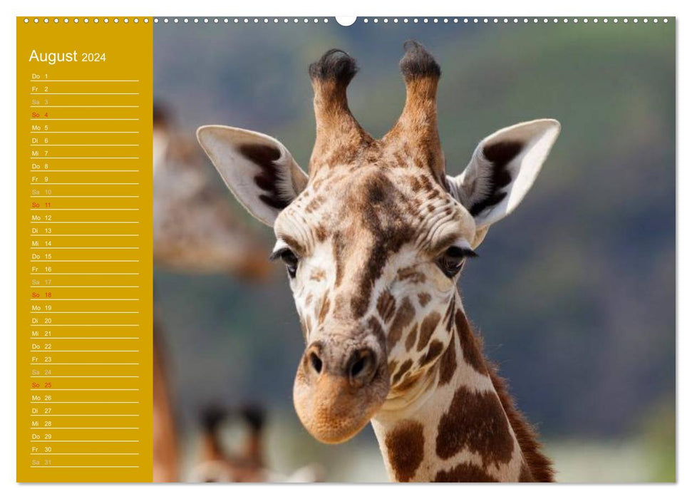 Giraffen / Geburtstagskalender (CALVENDO Wandkalender 2024)