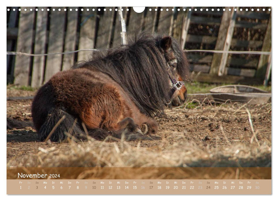 With horses through the year (CALVENDO wall calendar 2024) 