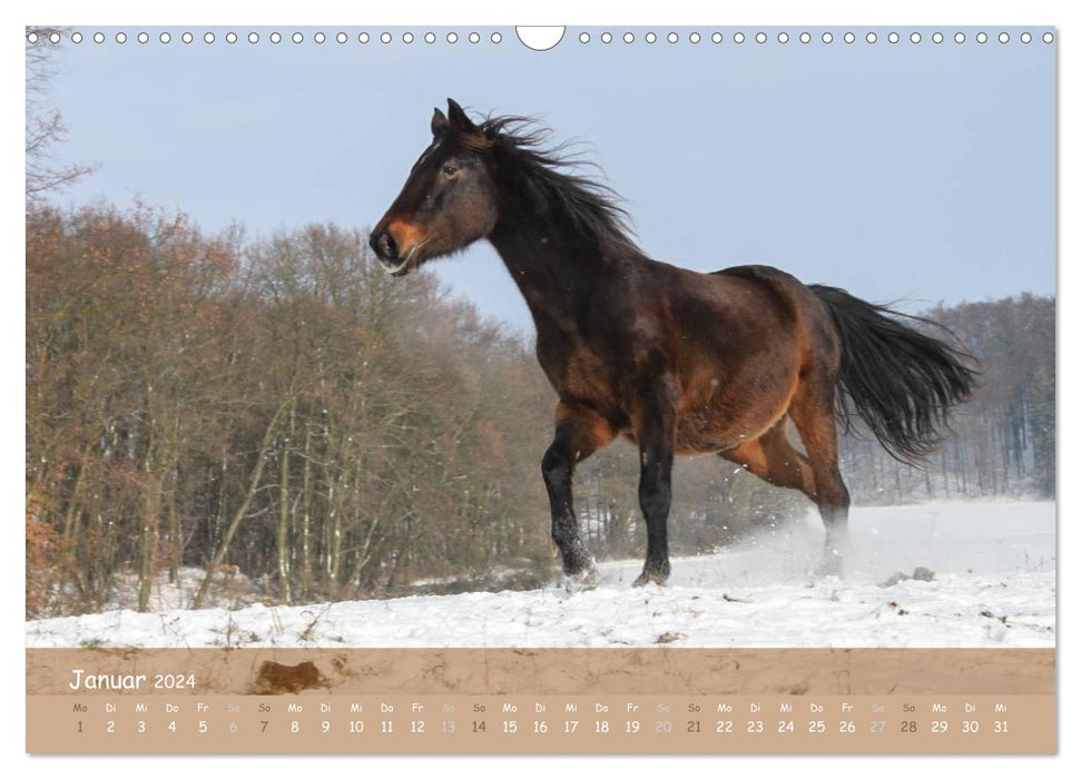 With horses through the year (CALVENDO wall calendar 2024) 