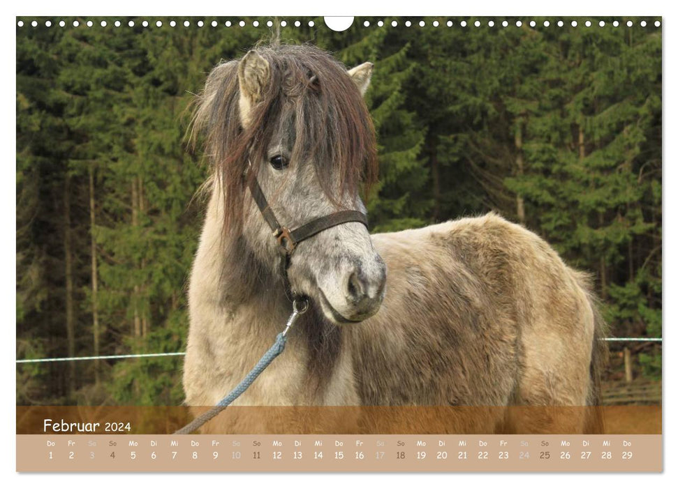 With horses through the year (CALVENDO wall calendar 2024) 