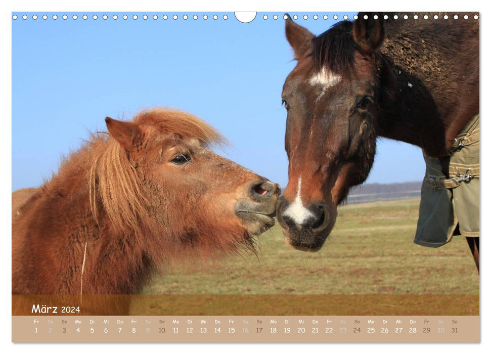 With horses through the year (CALVENDO wall calendar 2024) 