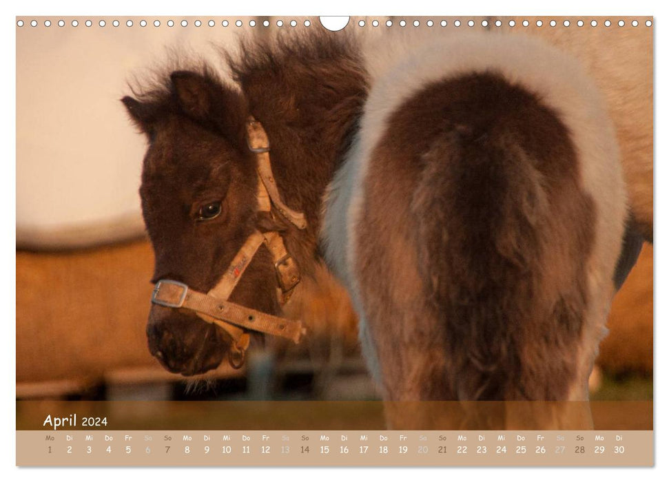 Mit Pferden durch´s Jahr (CALVENDO Wandkalender 2024)