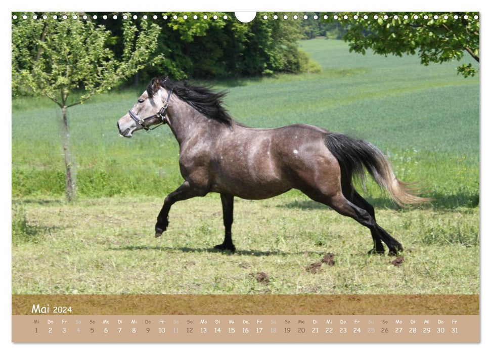 With horses through the year (CALVENDO wall calendar 2024) 