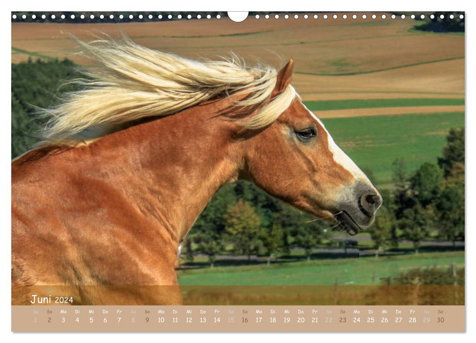 With horses through the year (CALVENDO wall calendar 2024) 