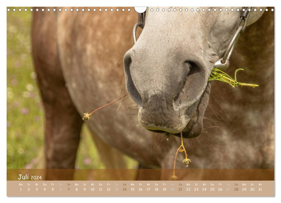 With horses through the year (CALVENDO wall calendar 2024) 