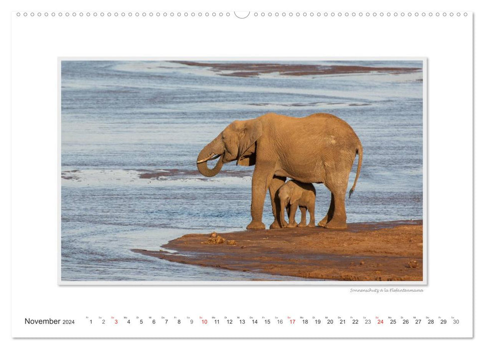 Moments d'émotion : De la vie des éléphants. / Version CH (calendrier mural CALVENDO 2024)