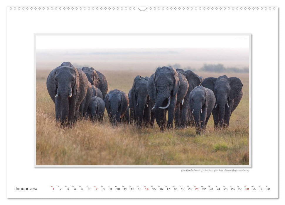 Moments d'émotion : De la vie des éléphants. / Version CH (calendrier mural CALVENDO 2024)