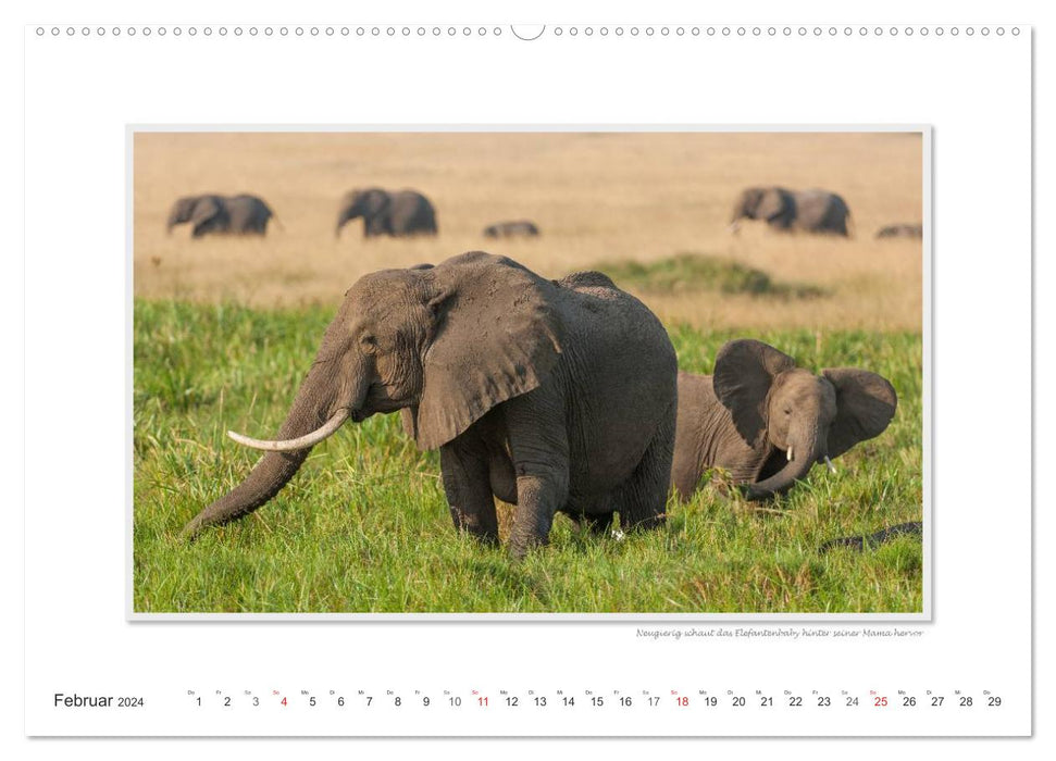 Moments d'émotion : De la vie des éléphants. / Version CH (calendrier mural CALVENDO 2024)