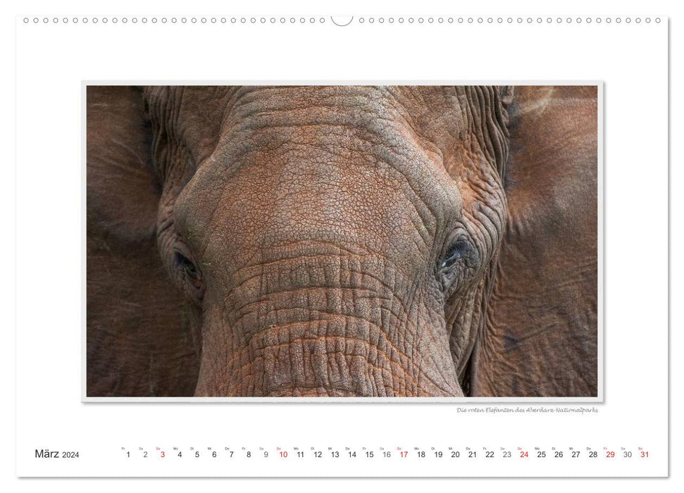 Moments d'émotion : De la vie des éléphants. / Version CH (calendrier mural CALVENDO 2024)