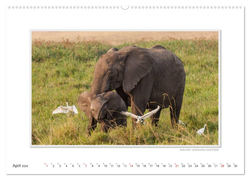 Moments d'émotion : De la vie des éléphants. / Version CH (calendrier mural CALVENDO 2024)