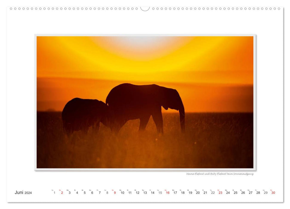 Moments d'émotion : De la vie des éléphants. / Version CH (calendrier mural CALVENDO 2024)