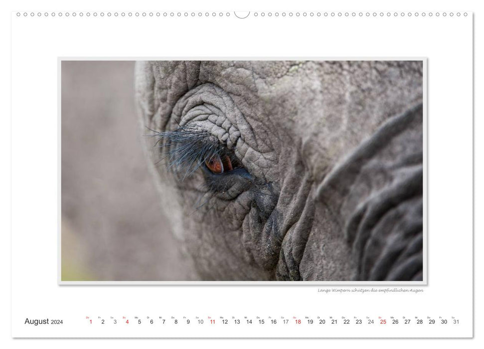 Moments d'émotion : De la vie des éléphants. / Version CH (calendrier mural CALVENDO 2024)