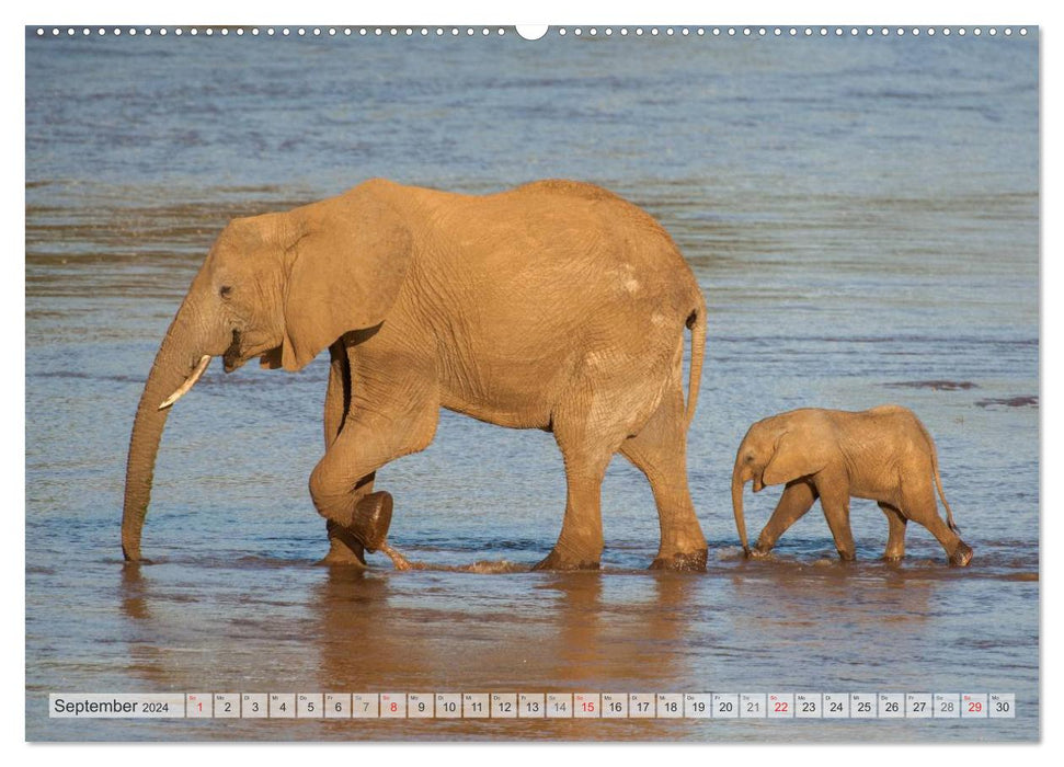 Moments d'émotion : Africa Wildlife Part 2 / version CH (calendrier mural CALVENDO 2024)