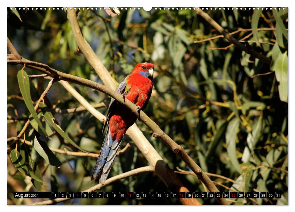 Kangaroo Island (CALVENDO Wandkalender 2024)