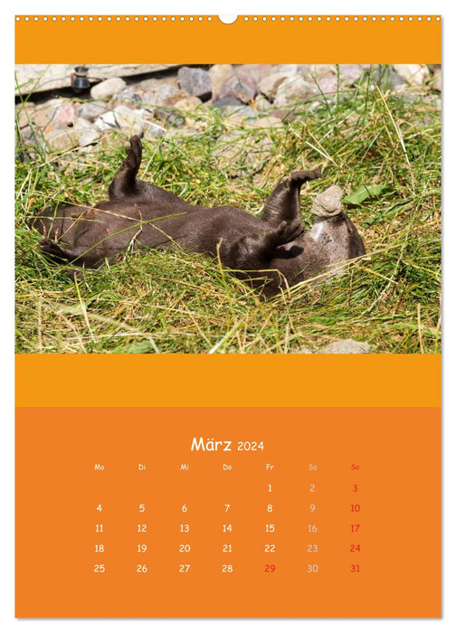 Tierkinder (CALVENDO Wandkalender 2024)