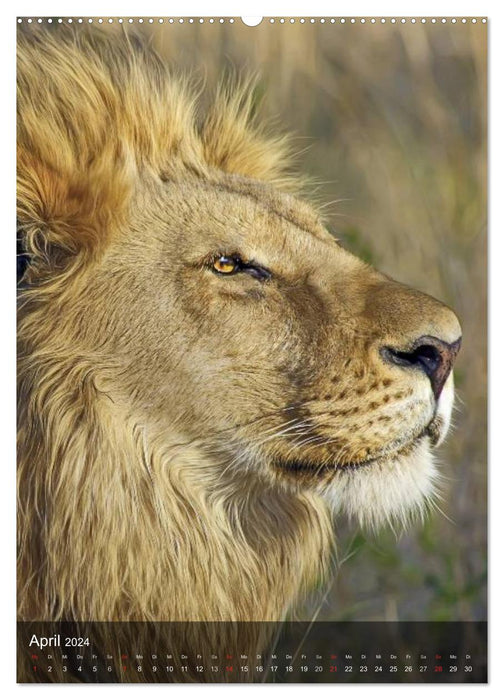 Big cats. Big cat faces (CALVENDO Premium Wall Calendar 2024) 