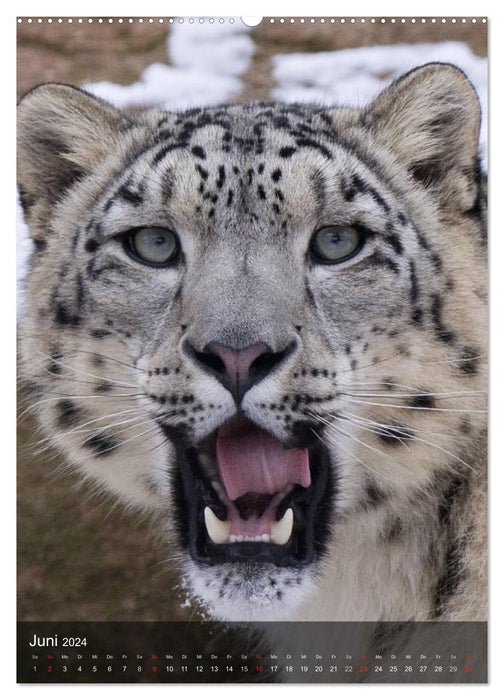 Big cats. Big cat faces (CALVENDO Premium Wall Calendar 2024) 