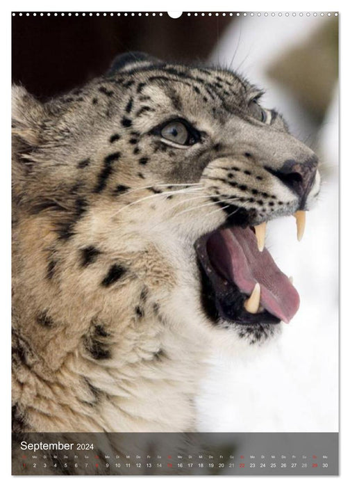 Big cats. Big cat faces (CALVENDO Premium Wall Calendar 2024) 