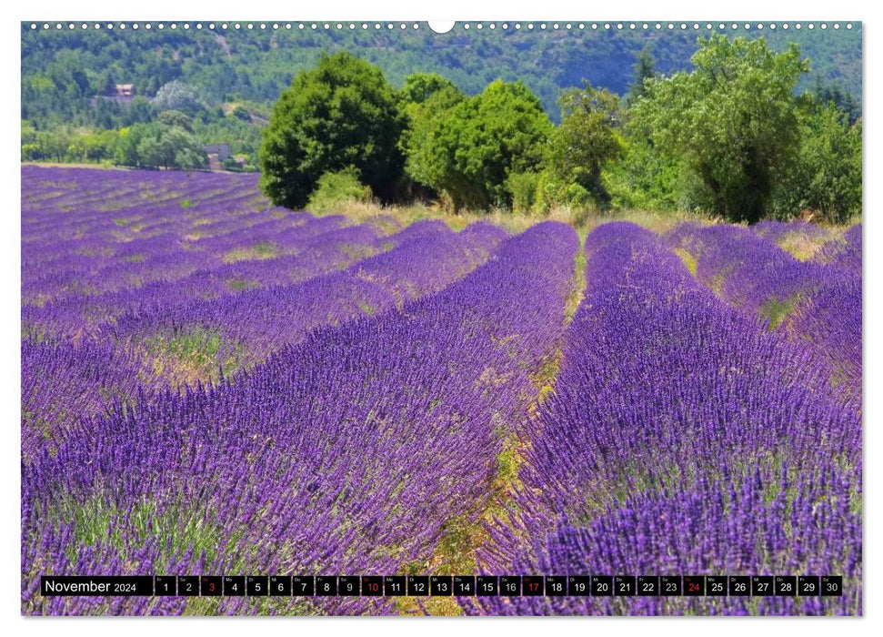 Lavendel (CALVENDO Premium Wandkalender 2024)