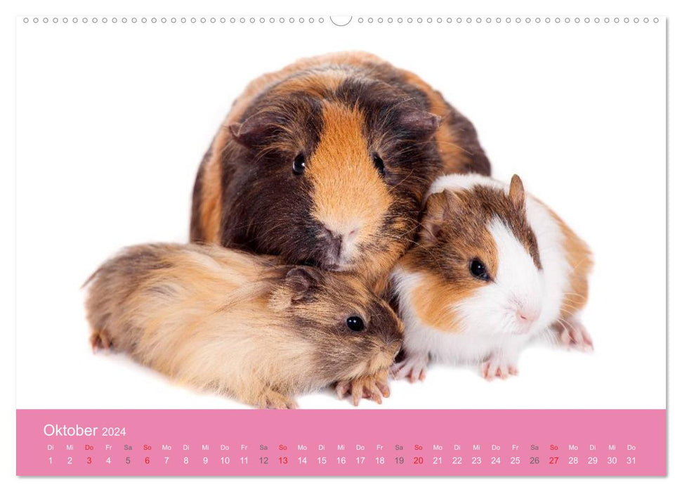 Cute baby animals! (CALVENDO Premium Wall Calendar 2024) 