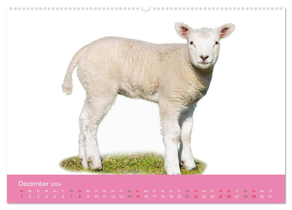 Cute baby animals! (CALVENDO Premium Wall Calendar 2024) 