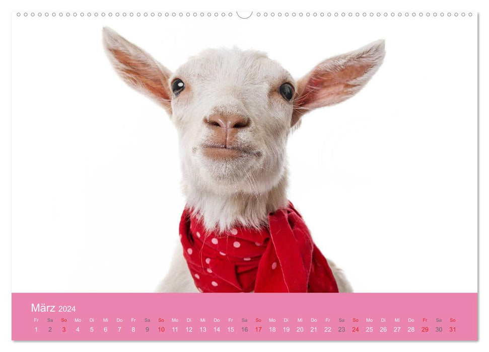 Cute baby animals! (CALVENDO Premium Wall Calendar 2024) 