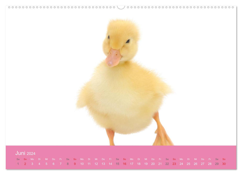Süße Tier-Babys! (CALVENDO Premium Wandkalender 2024)