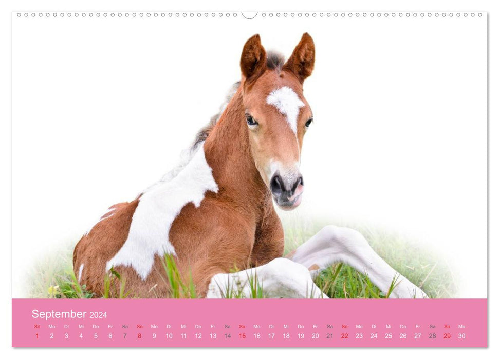 Cute baby animals! (CALVENDO Premium Wall Calendar 2024) 