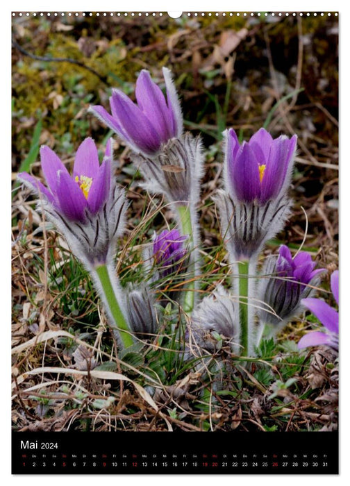 Seltene Wildblumen (CALVENDO Wandkalender 2024)