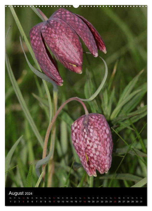 Seltene Wildblumen (CALVENDO Wandkalender 2024)