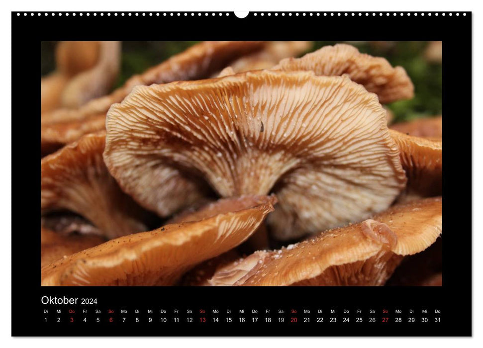 Impressions du Solingen Blade Path (Calvendo Premium Wall Calendar 2024) 