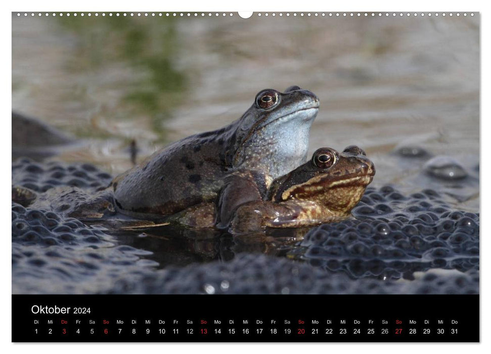 Frog Paradise Franconia (CALVENDO Premium Wall Calendar 2024) 