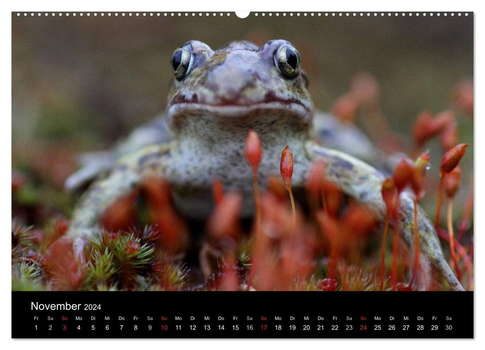 Froschparadies Franken (CALVENDO Premium Wandkalender 2024)