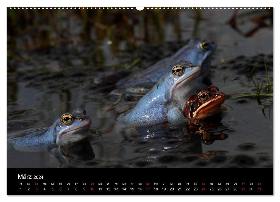 Frog Paradise Franconia (CALVENDO Premium Wall Calendar 2024) 