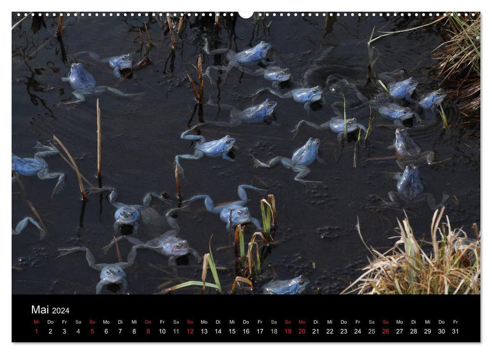 Froschparadies Franken (CALVENDO Premium Wandkalender 2024)