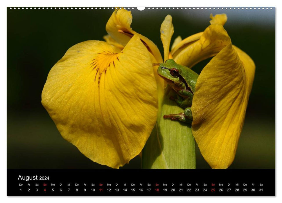 Frog Paradise Franconia (CALVENDO Premium Wall Calendar 2024) 