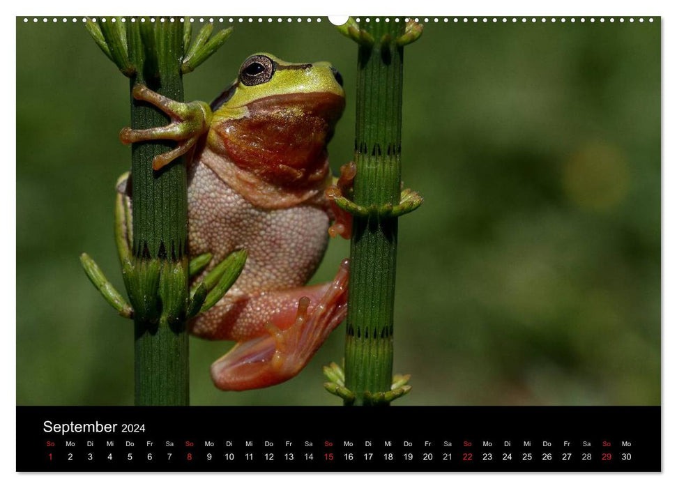 Froschparadies Franken (CALVENDO Premium Wandkalender 2024)