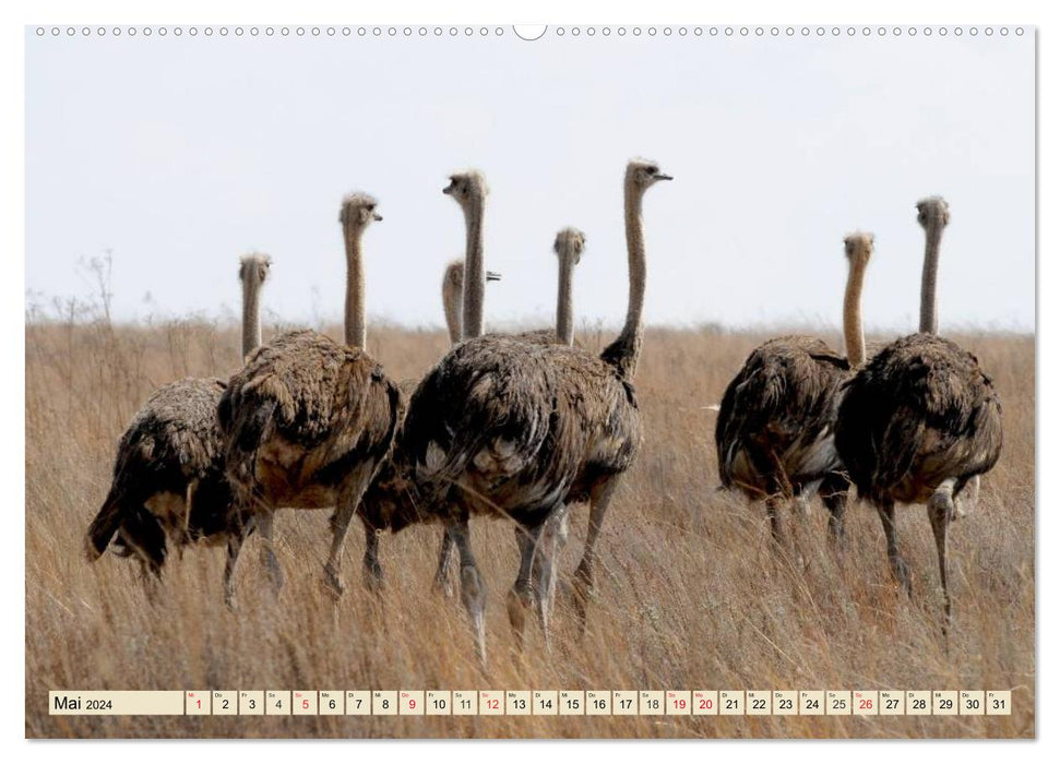 Strauße. Afrikas schöne Laufvögel (CALVENDO Wandkalender 2024)