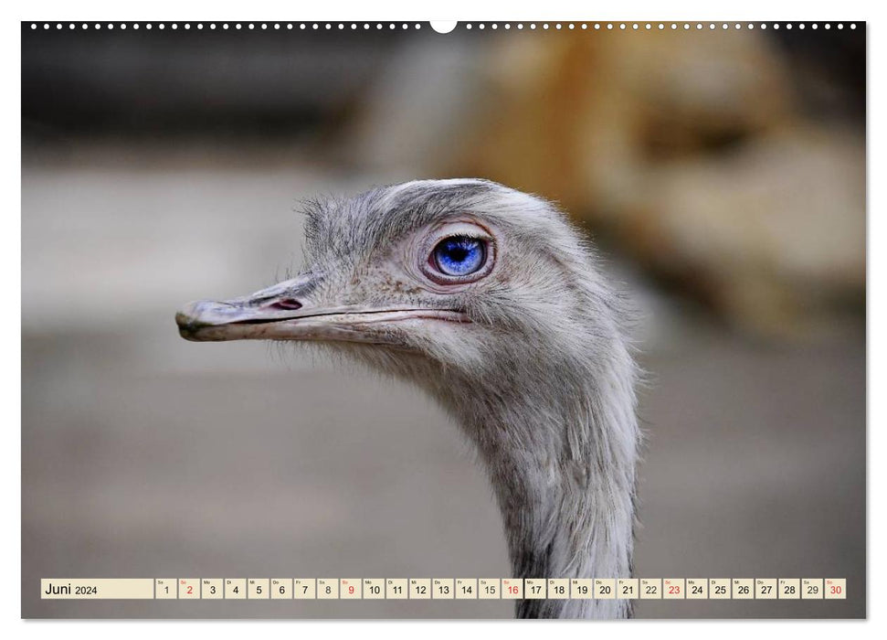 Ostriches. Africa's beautiful ratites (CALVENDO wall calendar 2024) 