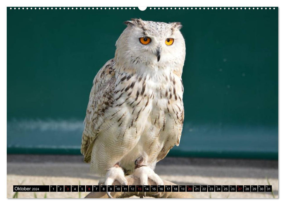 Owls. Mystical beauties (CALVENDO wall calendar 2024) 