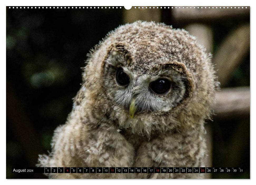 Owls. Mystical beauties (CALVENDO wall calendar 2024) 