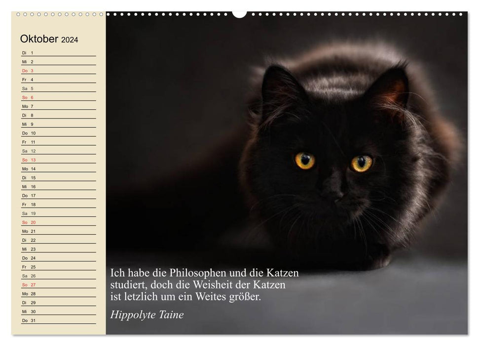 Katzengesichter und Zitate (CALVENDO Premium Wandkalender 2024)