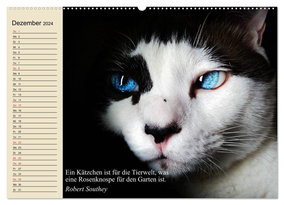 Cat faces and quotes (CALVENDO Premium Wall Calendar 2024) 