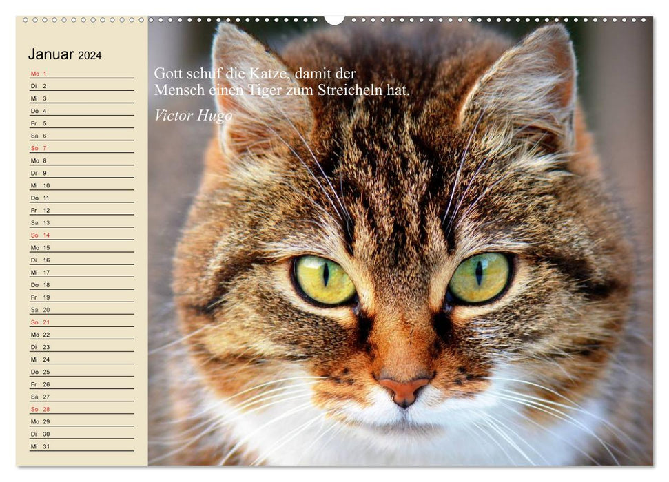 Cat faces and quotes (CALVENDO Premium Wall Calendar 2024) 