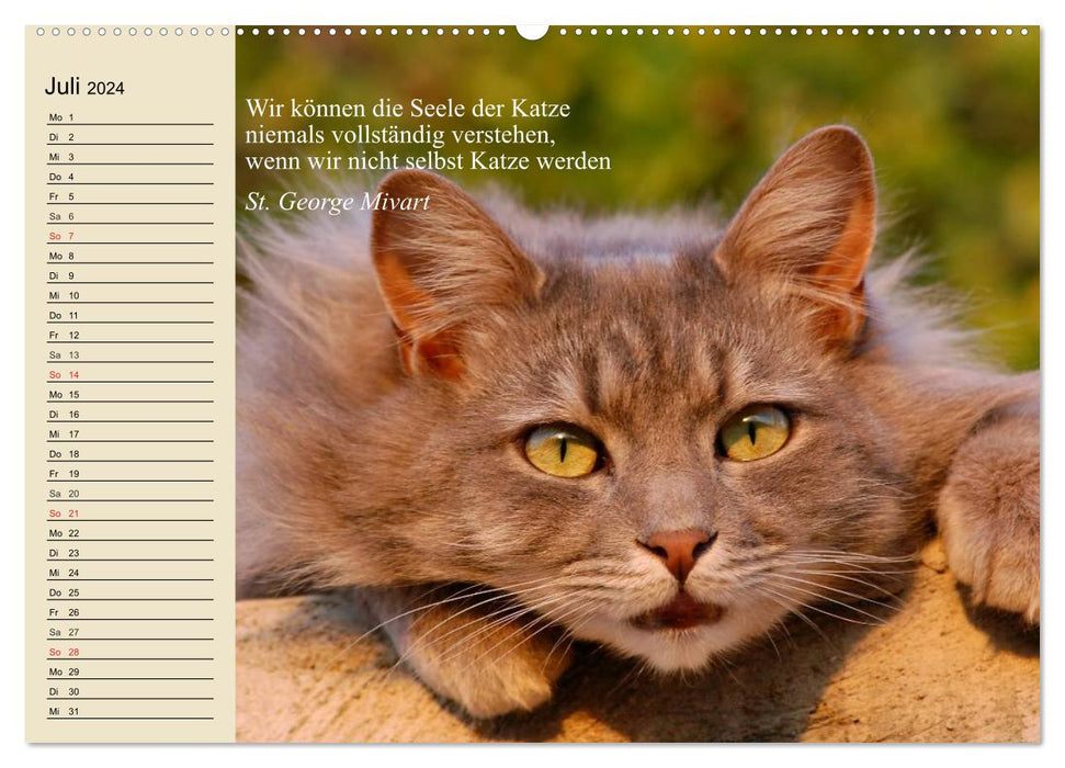Katzengesichter und Zitate (CALVENDO Premium Wandkalender 2024)