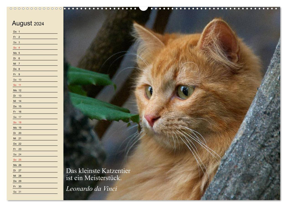 Katzengesichter und Zitate (CALVENDO Premium Wandkalender 2024)